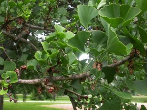 Гинкго Билоба(Ginkgo Biloba)